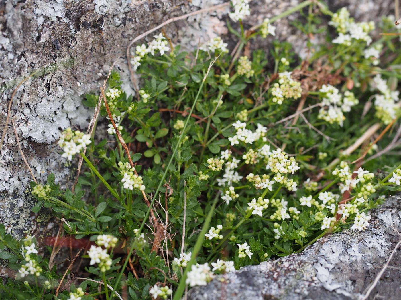 Bedstraw, Heath plant